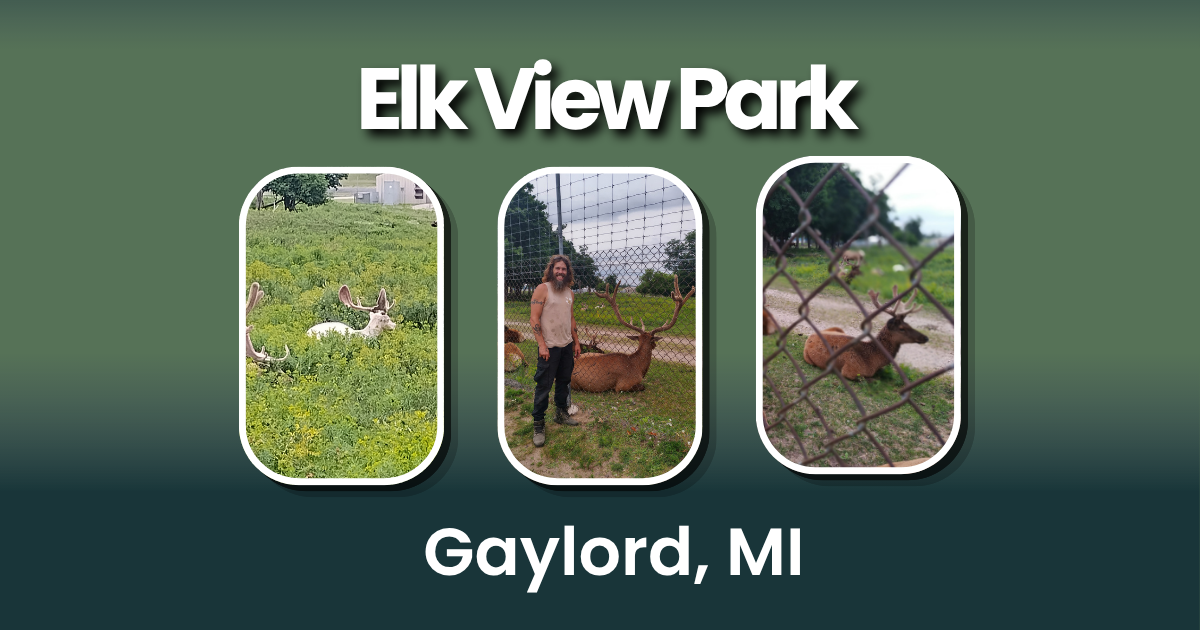 Three photos from Elk View Park in Gaylord, Michigan, showing a white elk, Zach beside a large bull elk, and elk resting near the viewing fence