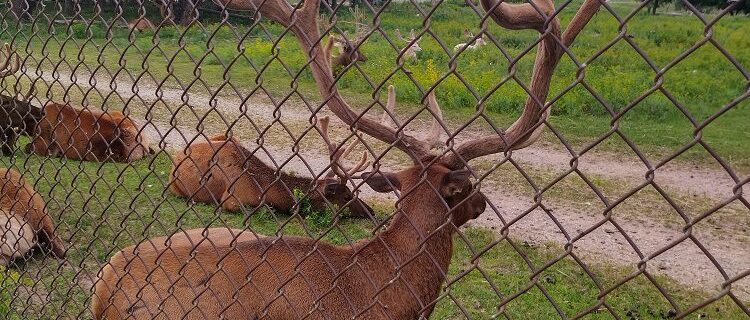 Group of elk resting behind chain-link fence at Elk View Park in Gaylord, Michigan. Foreground elk lies on grass with large, branched antlers; others visible in background. Trees, dirt path, and cloudy sky frame the outdoor enclosure next to the Elk's Lodge Gaylord Michigan elk viewing site.