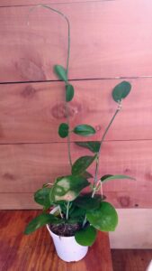 Hoya Australis 