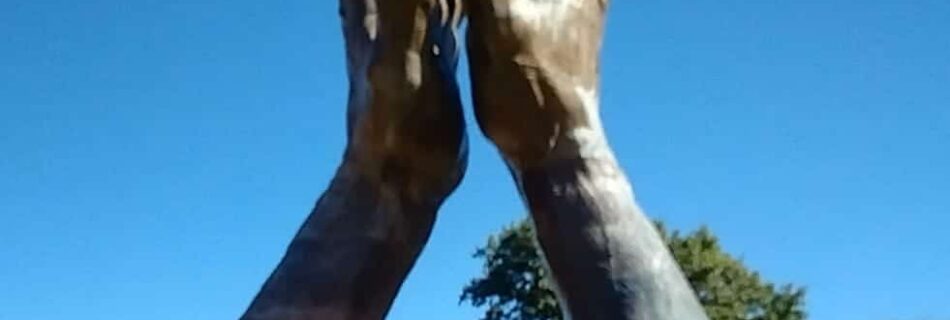 Wide shot of the world's largest praying hands sculpture at Oral Roberts University, with bronze hands clasped in prayer atop a grassy lawn. A person stands at the base for scale. Trees and a clear blue sky frame the outdoor setting. “ORAL ROBERTS UNIVERSITY” is inscribed on the pedestal.