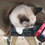 Mad Max Catio