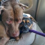 Our Pets