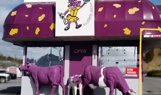 Front of Purple Cow ice cream shop in Johnson City, TN, with cartoon cow sign, purple spotted awning, and three purple cow statues out front.