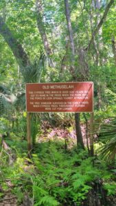 Informational sign in a lush, wooded area titled 'Old Methuselah,' describing a cypress tree over 1,000 years old, spared during 1930s logging due to its hollow trunk, with dimensions including a 35-foot circumference and 100-foot height.
