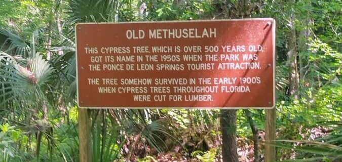 Informational sign in a lush, wooded area titled 'Old Methuselah,' describing a cypress tree over 1,000 years old, spared during 1930s logging due to its hollow trunk, with dimensions including a 35-foot circumference and 100-foot height.