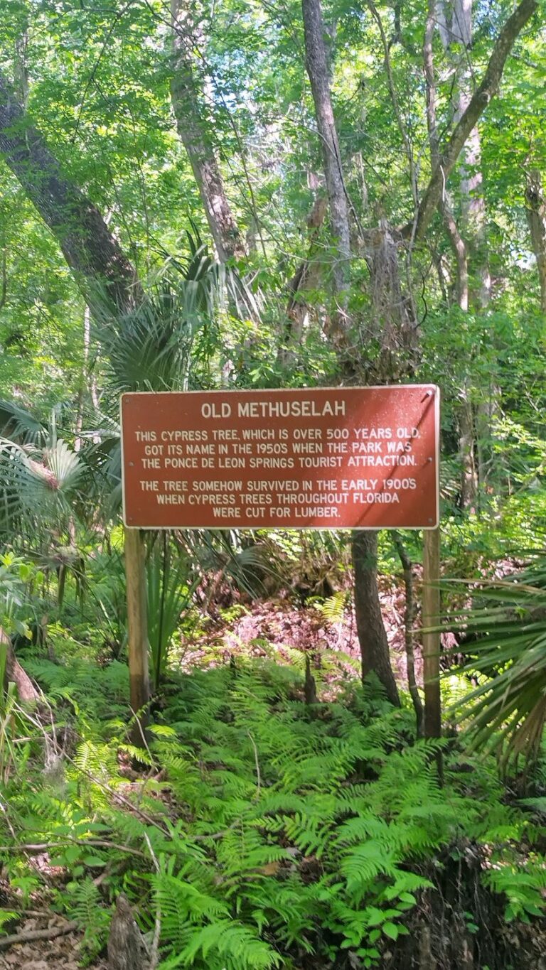 Informational sign in a lush, wooded area titled 'Old Methuselah,' describing a cypress tree over 1,000 years old, spared during 1930s logging due to its hollow trunk, with dimensions including a 35-foot circumference and 100-foot height. Located at Old Methuselah DeLeon Springs State Park
