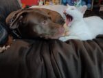 Brown dog looking at a white cat who has her mouth open, proving traveling with pets is fun— a candid moment of animal bonding on the road.