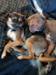 Two dogs snuggled together on a blanket during a road trip, capturing the comfort and companionship of traveling with pets.
