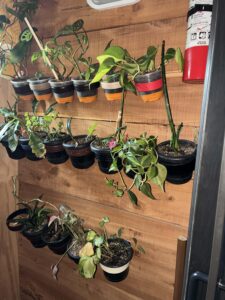 Leather belt plant hangers holding potted plants on the bathroom wall of a converted school bus