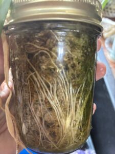Green onions growing in a mason jar with roots completely taking over the glass