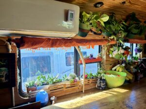 Morning light hitting the plant-filled opposite side of a converted school bus interior