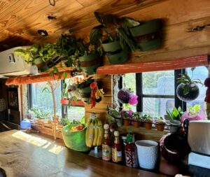 Sunlight streaming through windows onto plants and hanging baskets on the other side of a converted school bus