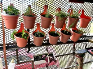 Herb garden with terra cotta pots mounted on the back deck of a converted school bus