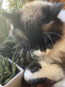 Cat pressing its face into a cactus next to succulents inside a converted school bus