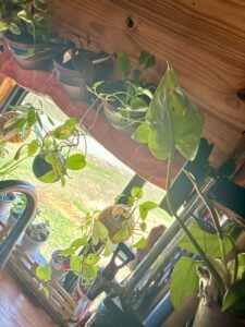 Plants growing above the sink area inside a converted school bus kitchen