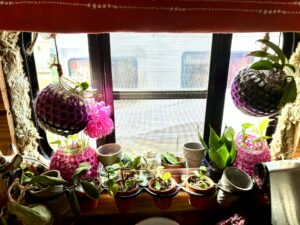 Small plant cuttings in colorful crocheted jar covers on a converted school bus