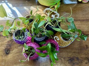 Plant cuttings being propagated in water and moss inside a converted school bus