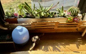 Row of succulents and cacti on a sunny window ledge inside a converted school bus with a knitted bear