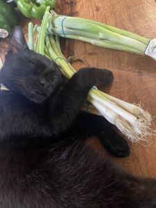 Black cat laying on a bunch of green onions on a wooden counter