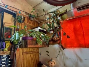Dramatic houseplants including hoyas growing on the living area side of a converted school bus