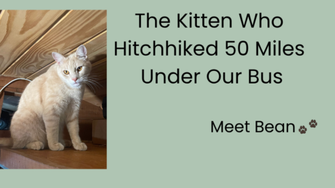 Title card reading "The Kitten Who Hitchhiked 50 Miles Under Our Bus, Meet Bean," beside a photo of an orange tabby cat sitting in a wooden attic space.