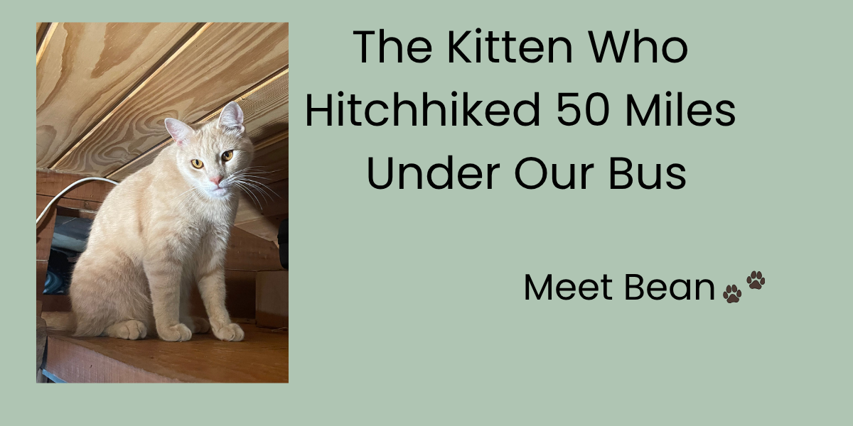 Title card reading "The Kitten Who Hitchhiked 50 Miles Under Our Bus, Meet Bean," beside a photo of an orange tabby cat sitting in a wooden attic space.
