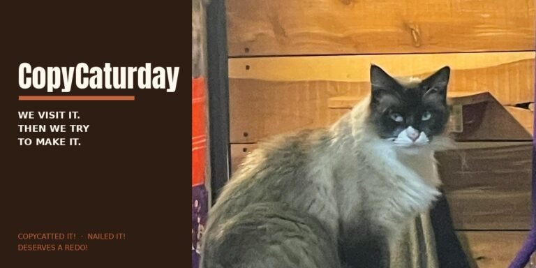 Phil, Nancy and Zach's long-haired cat with a dark masked face and blue eyes, staring down the camera from inside the bus — the judging face of CopyCaturday