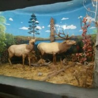 Elk diorama display at Call of the Wild featuring two elk in natural habitat setting with painted mountain backdrop
