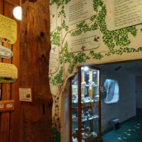Educational nature displays and specimen cases at Call of the Wild with tree-themed wall murals and informational signs