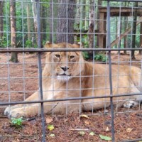 Lioness resting on pine needles inside a wooded enclosure at Garlyn Zoo Wildlife Park in Naubinway, Michigan, looking directly at the camera through the fence.