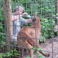 Person inside a caged enclosure providing care to a cougar, holding a medical instrument while the animal rests, surrounded by dense greenery.