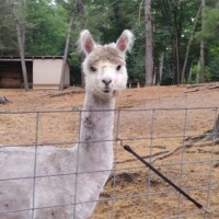Light gray llama with a darker face standing behind a wire fence in a wooded enclosure, looking directly at the camera.
