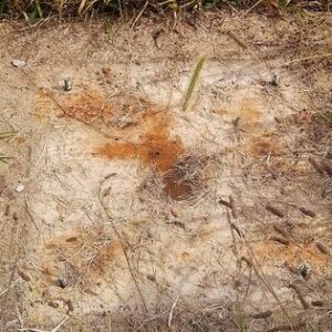 Site of the missing world’s largest square knot roadside attraction in Hudson Illinois