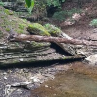 Moss‑draped fallen tree sprawls across a layered rock ledge above a shallow pool, tucked in a quiet forest clearing.