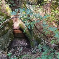 Moss‑covered rocks frame a small, dark tunnel entrance in the woods, with leafy plants and dry grass crowding the edges.