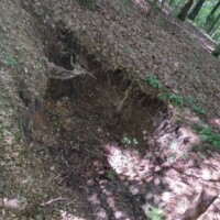 Erosion trench cuts through a leaf‑strewn forest floor, tree roots exposed along the edges under a canopy of autumn‑bare branches.
