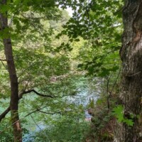 From a rise in the woods, blue‑green water glints through a screen of leafy branches and thick tree trunks.