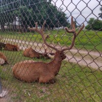 Group of elk resting behind chain-link fence at Elk View Park in Gaylord, Michigan. Foreground elk lies on grass with large, branched antlers; others visible in background. Trees, dirt path, and cloudy sky frame the outdoor enclosure next to the Elk's Lodge Gaylord Michigan elk viewing site.