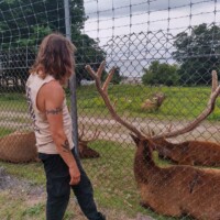Person with long hair standing beside chain-link fence at Elk View Park in Gaylord, Michigan, observing elk with large antlers resting in grassy enclosure. Trees, dirt path, and cloudy sky frame the outdoor viewing area next to the Elk's Lodge Gaylord Michigan elk viewing site.