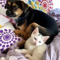 Louie, a small black and brown puggle with a blue collar, lying beside a white kitten with gray markings and blue eyes, both resting on a bed with colorful pillows and a light purple blanket.
