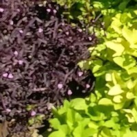 Close-up of dark purple foliage with pink buds alongside bright green leaves at the Botanical Garden of the Ozarks, showing vivid color contrast and texture differences between plant species