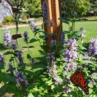 Two monarch butterflies perched on tall purple flowers in a garden near the Butterfly House at the Botanical Garden of the Ozarks, with a wooden post among the blossoms and a stone building, grassy lawn, and trees in the background