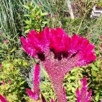 Bright magenta cockscomb flower with fan-shaped crest in a garden bed at the Botanical Garden of the Ozarks, surrounded by green foliage and tall grasses