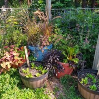 Five potted plants arranged in front of a wire fence at the Botanical Garden of the Ozarks, including leafy greens, ornamental grasses, and colorful foliage in blue, red, and brown containers with plant markers