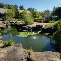 Small pond with lily pads surrounded by large rocks and lush greenery at the Botanical Garden of the Ozarks, with benches, lamp posts, and a fence visible in the background