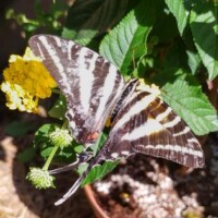Black and white striped butterfly with orange accents perched on a yellow flower inside the Butterfly House at the Botanical Garden of the Ozarks, with green leafy plants, a brown pot, and dried leaves visible in the background