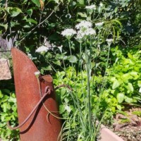 Rusty watering can placed among blooming white chives and dense green foliage at the Botanical Garden of the Ozarks, with a wooden fence partially visible in the background