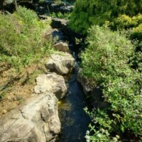 Natural stream flowing through rocky terrain and dense green foliage at the Botanical Garden of the Ozarks, with sunlight highlighting the water and boulders