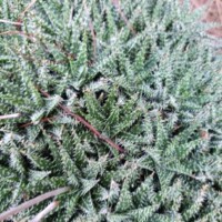Dense cluster of green spiky succulents with white-edged leaves at the Botanical Garden of the Ozarks, showing rosette formations and overlapping textures typical of Aloe or Haworthia varieties