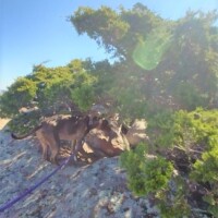 Two dogs exploring rocky ledges and vegetation on Mount Scott summit trails